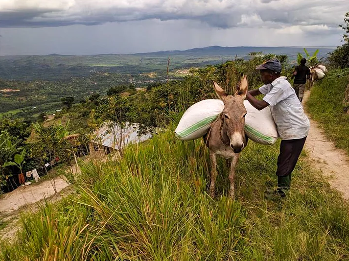 #75 FUKUSUKE COFFEE: Uganda Rwenzori Donkey Natural