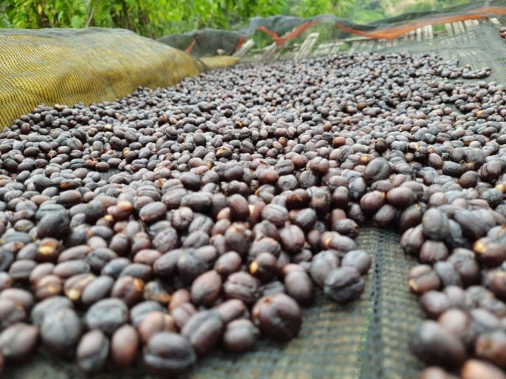#246 Abi Coffee: Etiopia Yirgacheffe