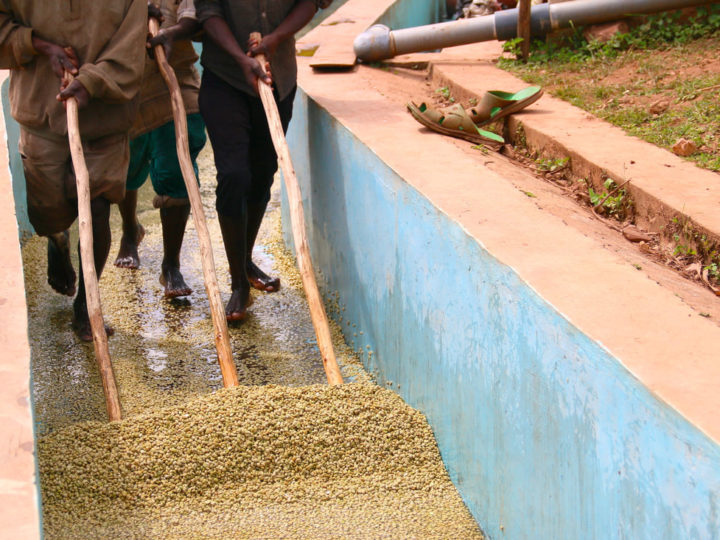 #113 19grams: Ngororero Washed Rwanda