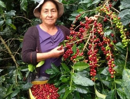 #250 Café Nazca: Cajamarca Colibri