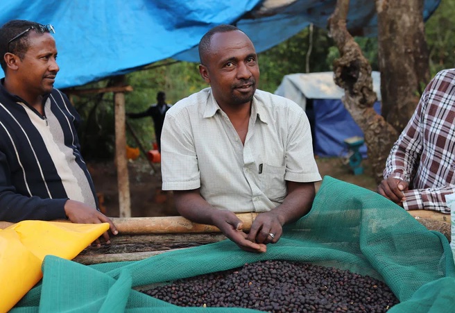 #254 Helsingin Kahvipaahtimo: Etiopia Limu