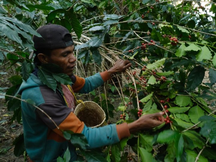 #122 Café Blá: Timor-Leste Koileki Natural